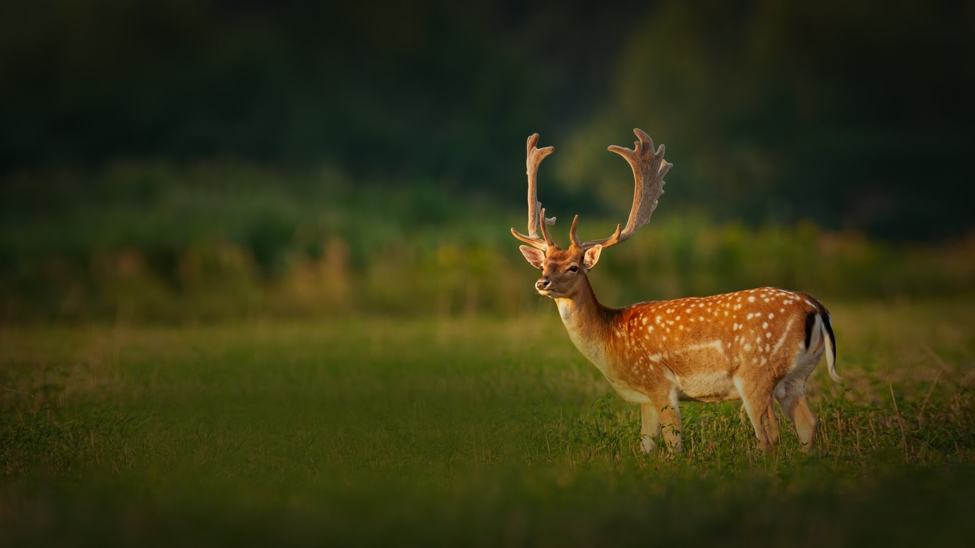Shutter Slider 02