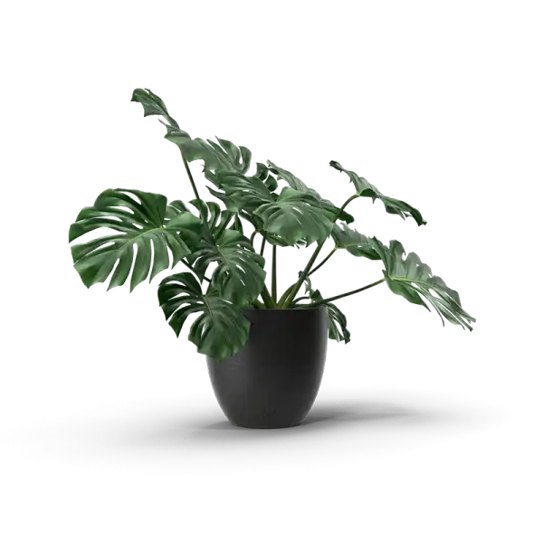 Monstera Tree Plant