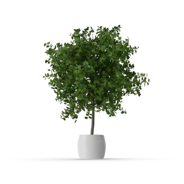 Potted Plant
