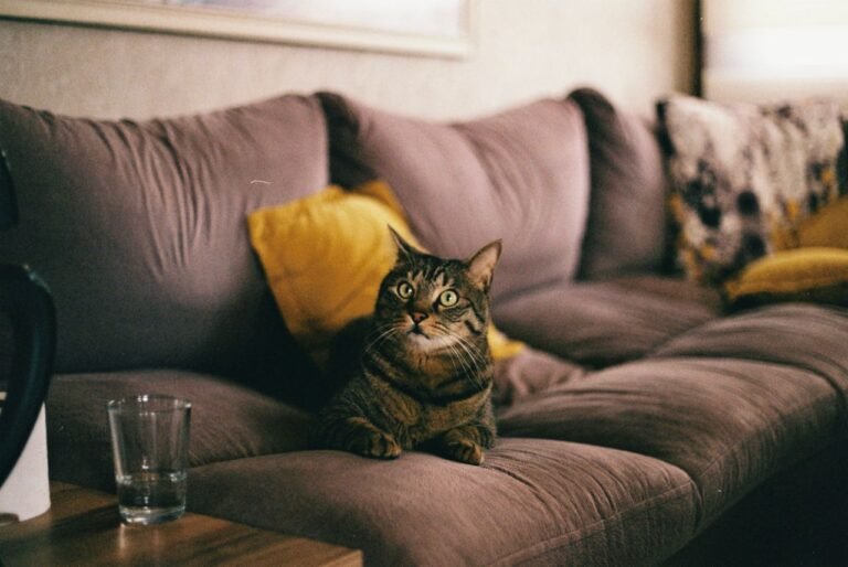 A relaxed cat sitting on a soft sofa with pillows in a cozy room setting.