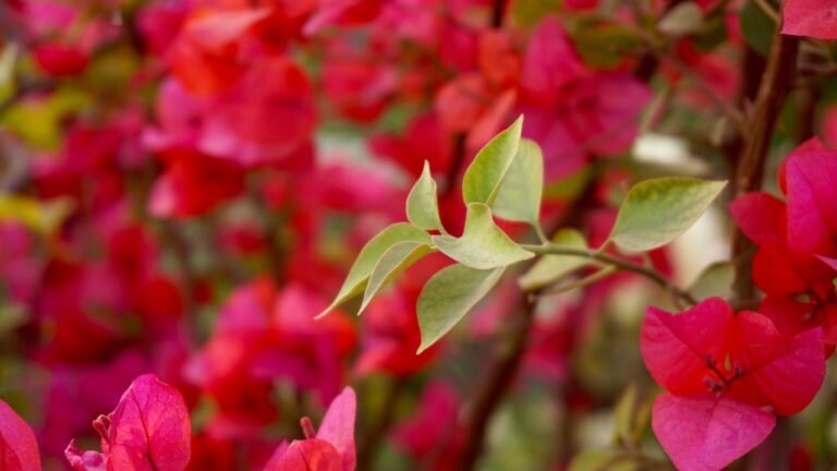 Bright pink bougainvillea with leaves in a garden setting.