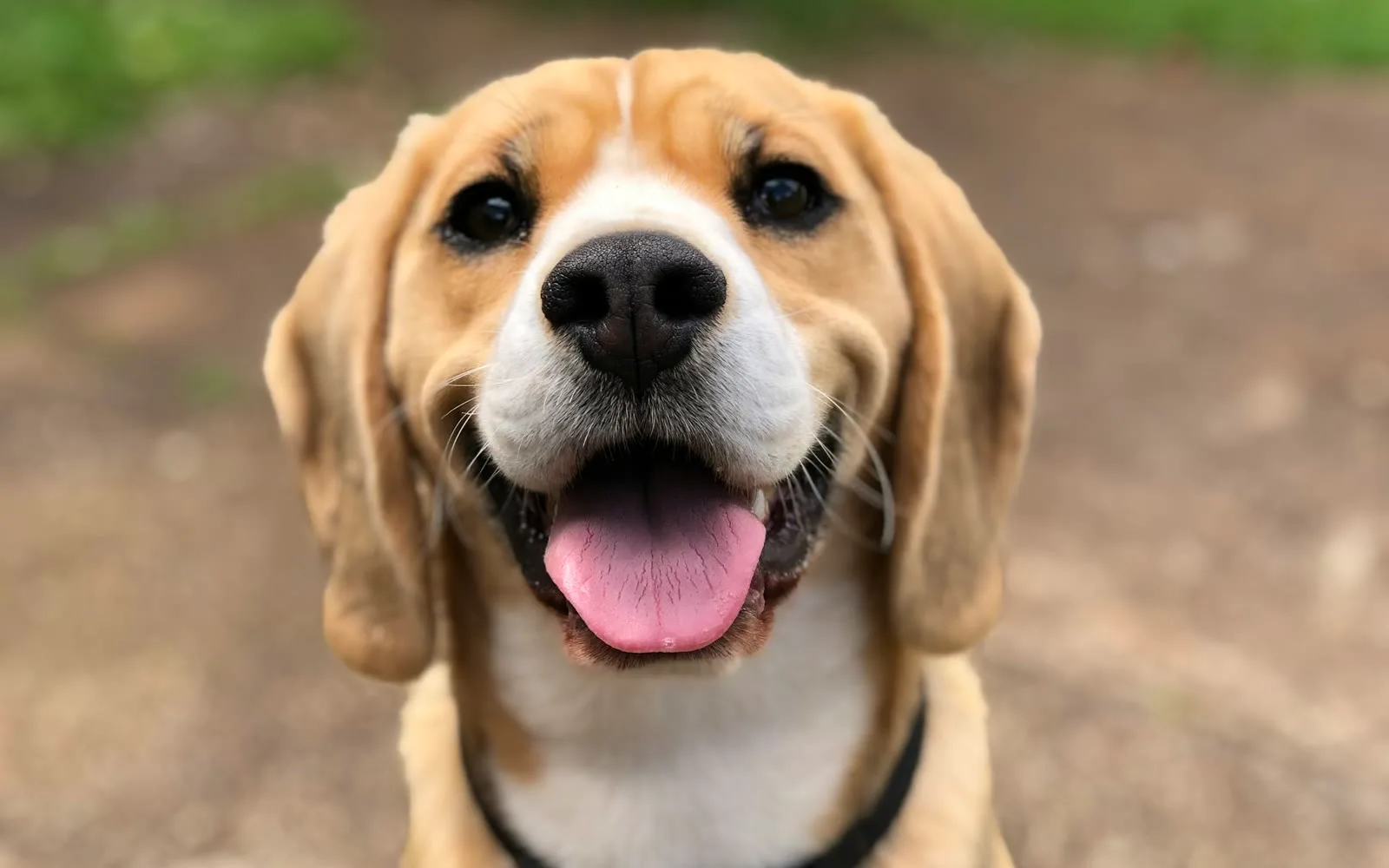 Sharp upscaled dog photo